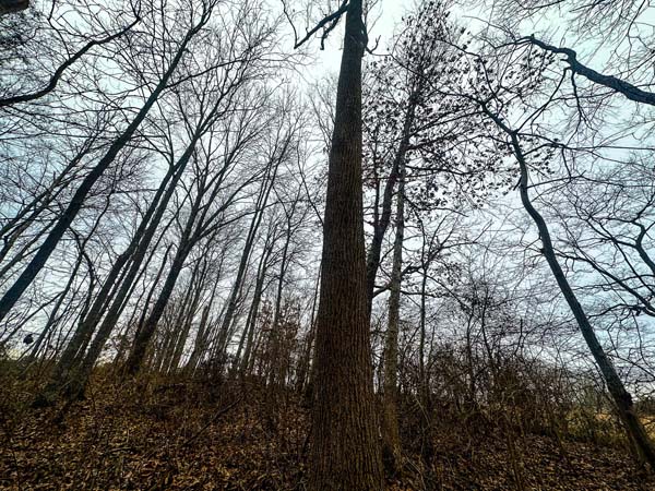 No deed restrictions land for sale in Morgan Township Gallia County Ohio