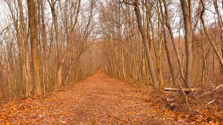 Wooded hunting land with secluded trail