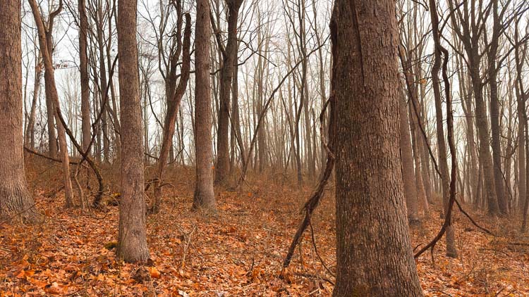 Trail leading through mature woods