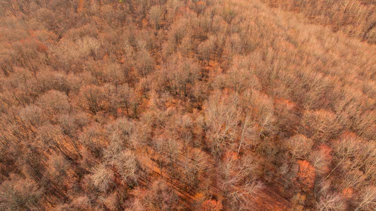 Private wooded land with sloping terrain