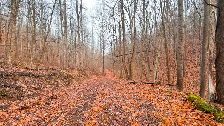 Forest opening on secluded acreage