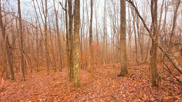 Trail system across wooded hunting ground