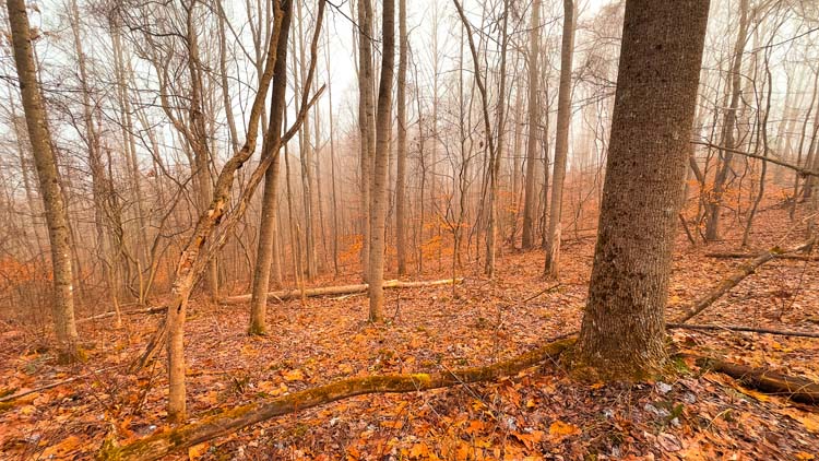 Mature trees across private recreational tract