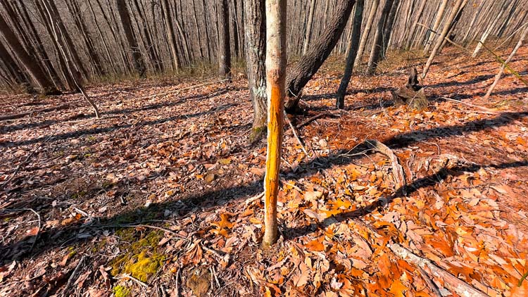 Whitetail habitat in dense wooded cover