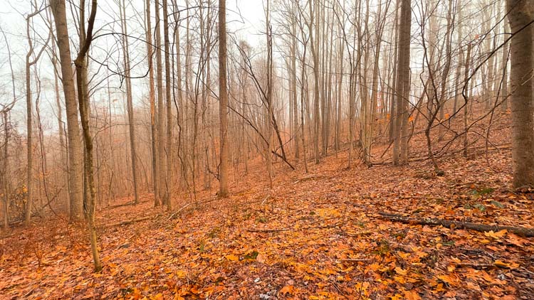 Wooded ravine on hunting property