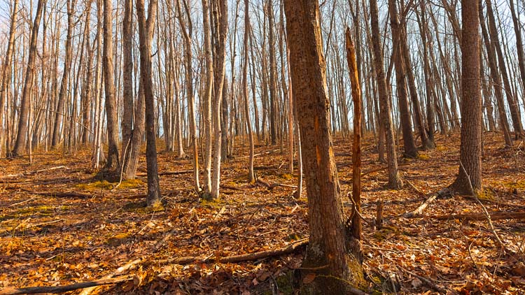 Mature hardwood forest on recreational tract
