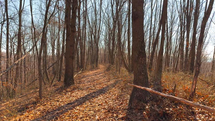 Scenic forest land with natural travel corridor