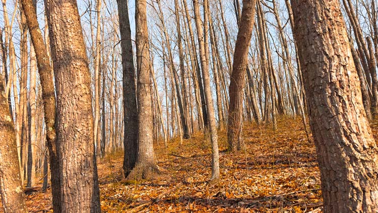 Secluded wooded tract with rolling ground