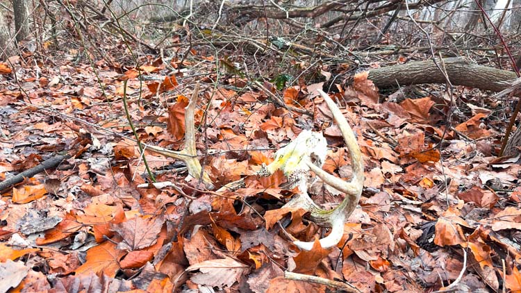 Wooded property with elevated ridge top