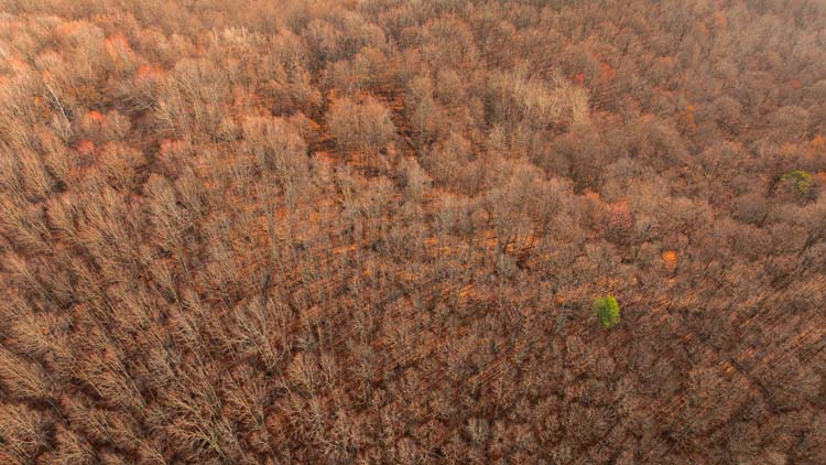 Remote recreational land with mature woods