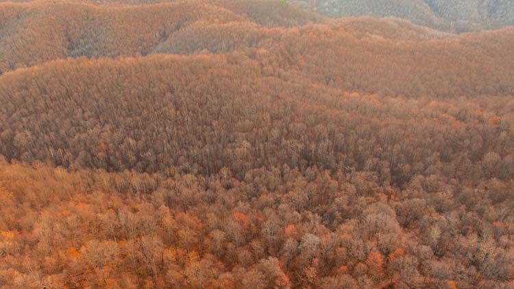 Wooded draw with deer cover