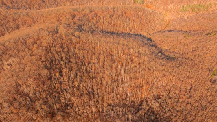 Hunting trail through hardwood timber