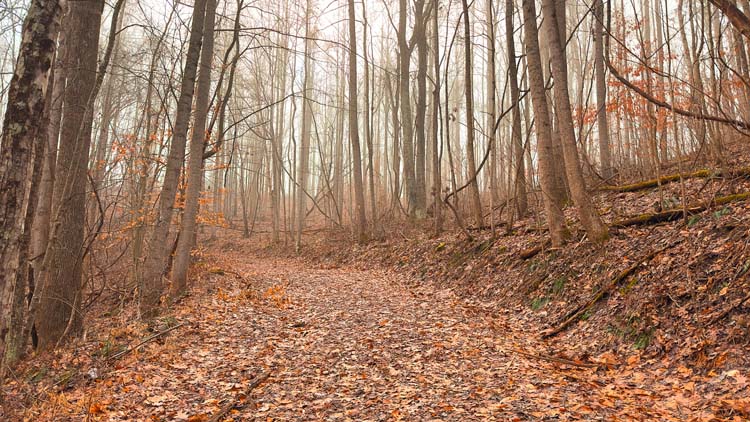 Forest interior on secluded hunting tract