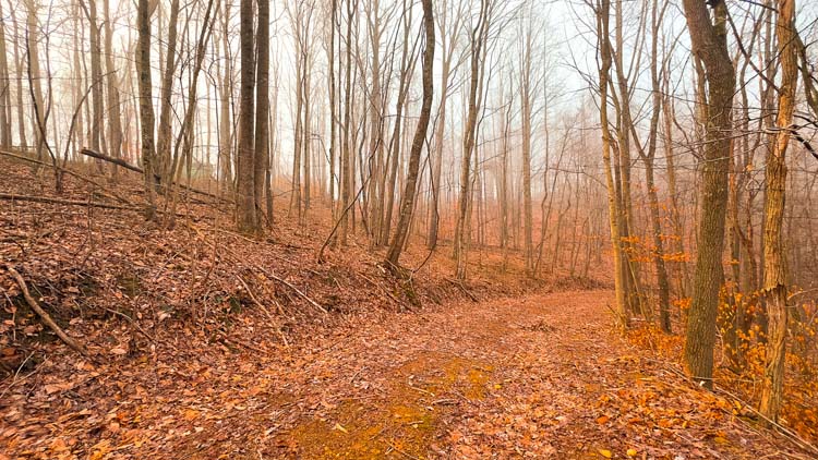 Wooded recreational acreage near state forest