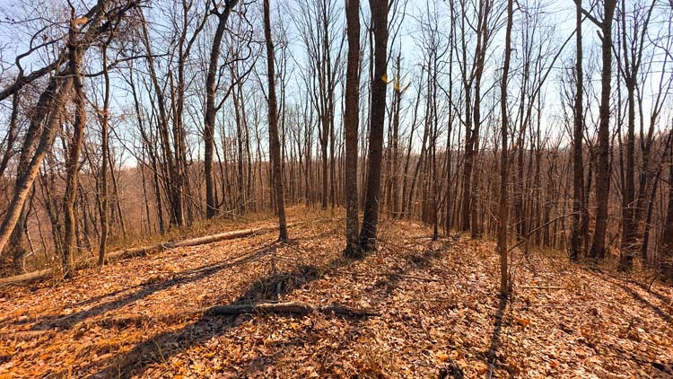 Rolling wooded ground with wildlife habitat