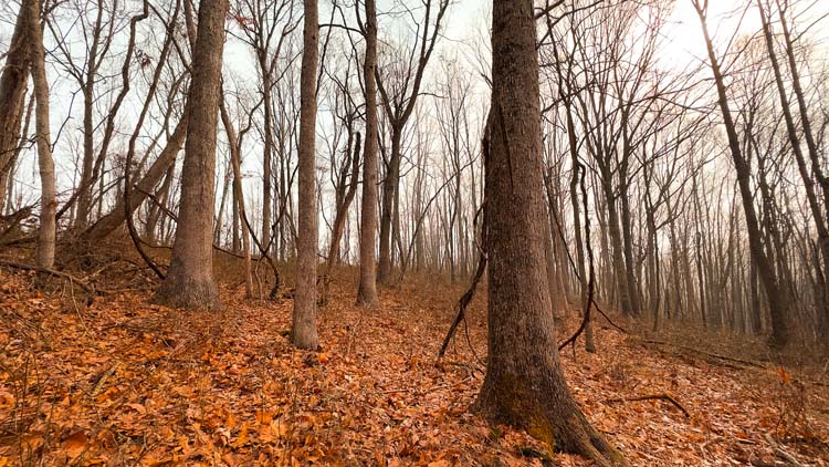 Mature forest canopy over hunting land