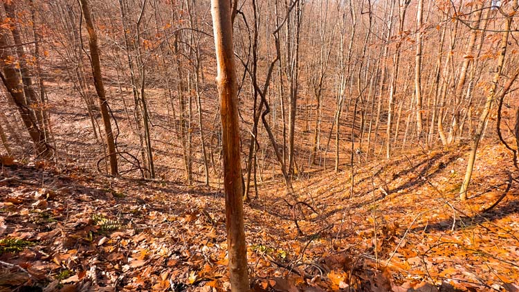 Trail riding ground through private woods