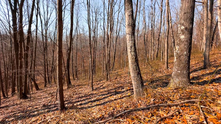 Secluded ridge trail on wooded property