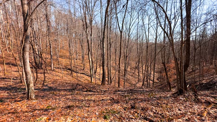 Wooded terrain with thick wildlife habitat