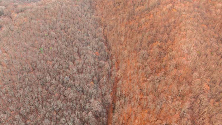 Forest view across rolling hunting acreage