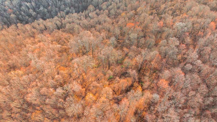 Hilltop cabin area on hunting property