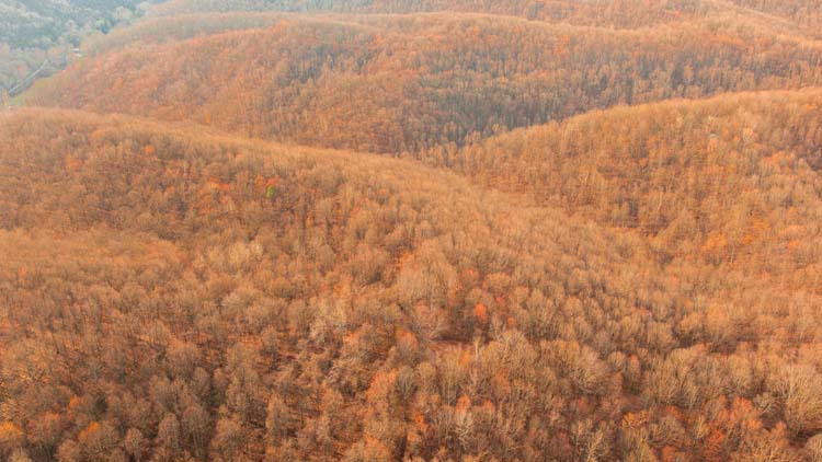 Simple hunting camp surrounded by woods