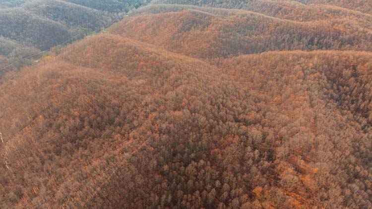Cabin area overlooking wooded land