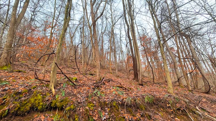Rustic outbuilding on secluded tract