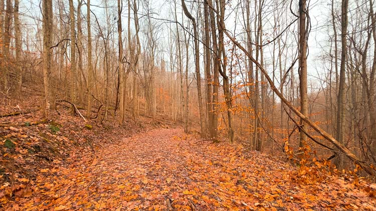 Open ground near hilltop cabin area