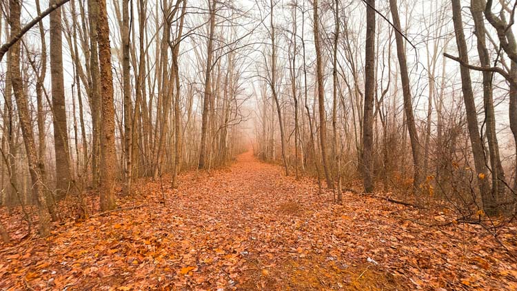 Cleared area beside hunting camp structure