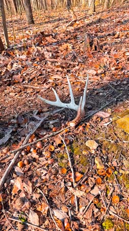 Hilltop view across wooded recreational land