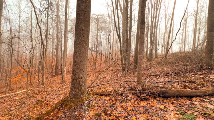 Timber stand on recreational hunting land