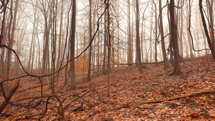 Oak and maple woods on private tract