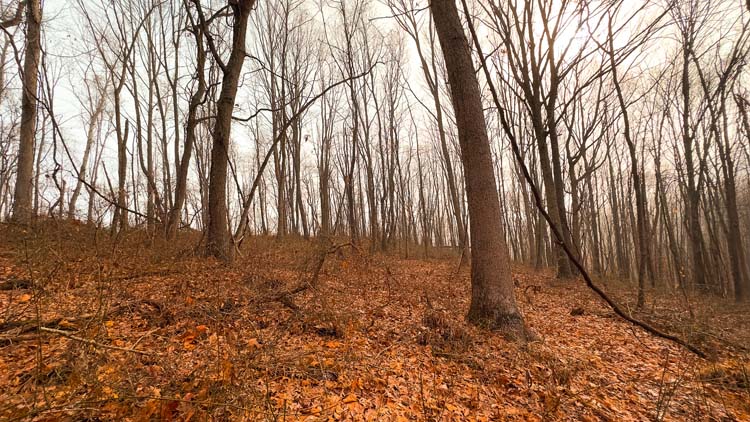 Dense hardwood cover with deer trails