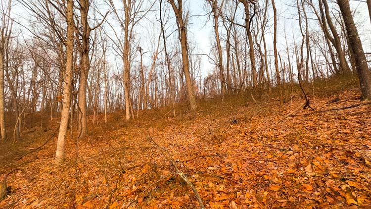 Wooded slope with natural bedding area