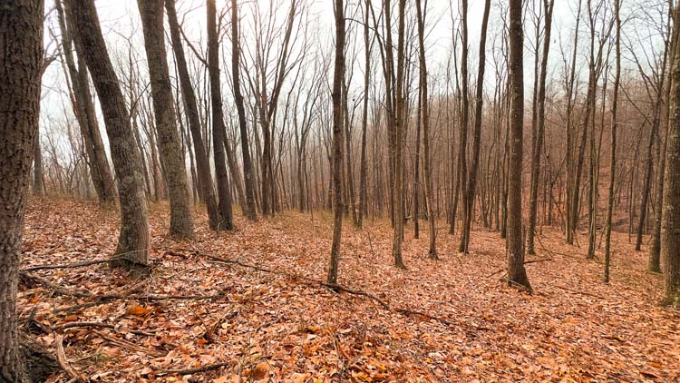Mature poplar and hardwood timber