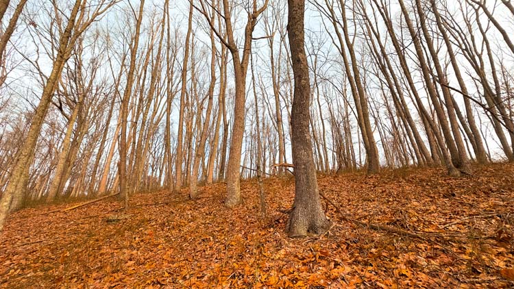 Remote forest acreage with thick cover