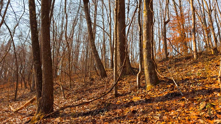 Wooded draw with heavy wildlife sign