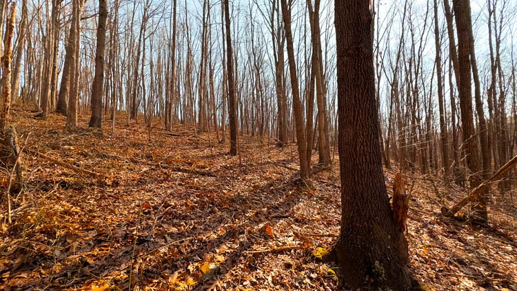 Trail through secluded deer habitat