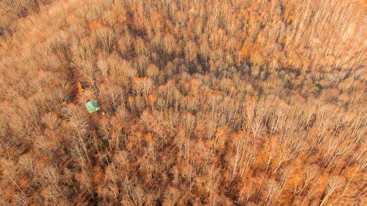Wooded ridge on private hunting property