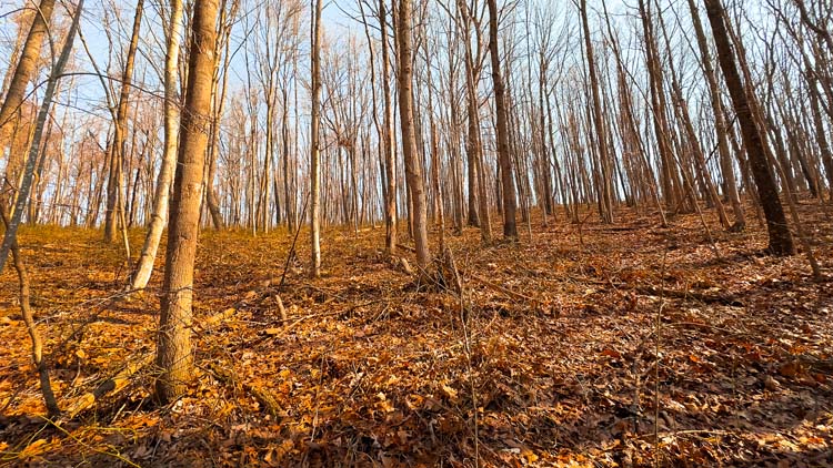Forest floor beneath mature timber