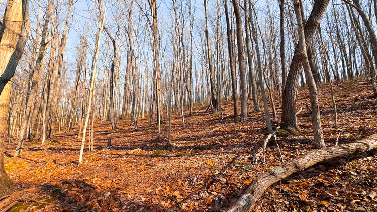 Rolling timber ground on hunting tract