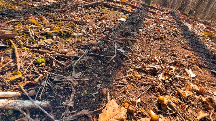 Private woodland with natural cover and trails