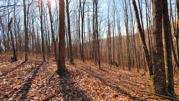 Wooded recreational property with ridge line