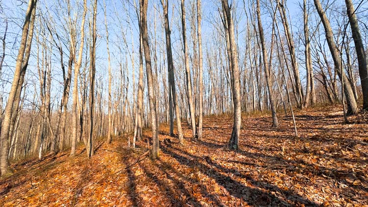 Mature woods and rugged hunting terrain