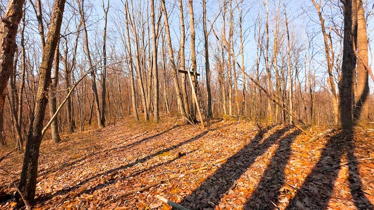 Forest clearing on secluded acreage