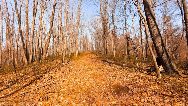 Wooded hillside with deer travel route