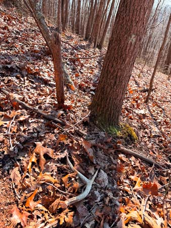 Hunting land with thick wooded bedding cover
