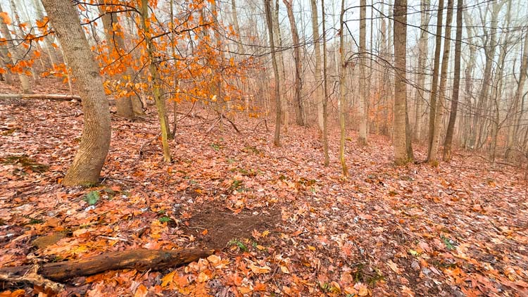 Forest trail through recreational hunting land