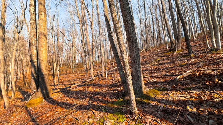 Remote wooded acreage with natural cover